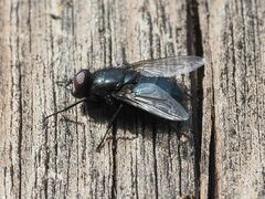 Protophormia terraenovae