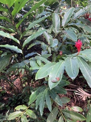 Alpinia purpurata