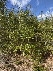 Quercus myrtifolia
