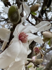 Magnolia kobus