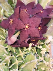Orbea melanantha