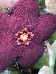 Orbea melanantha
