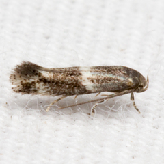 Elachista illectella