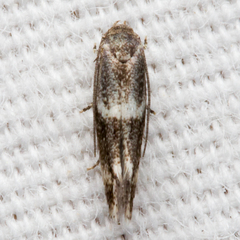 Elachista illectella