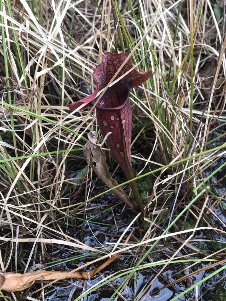 Sarracenia × exornata