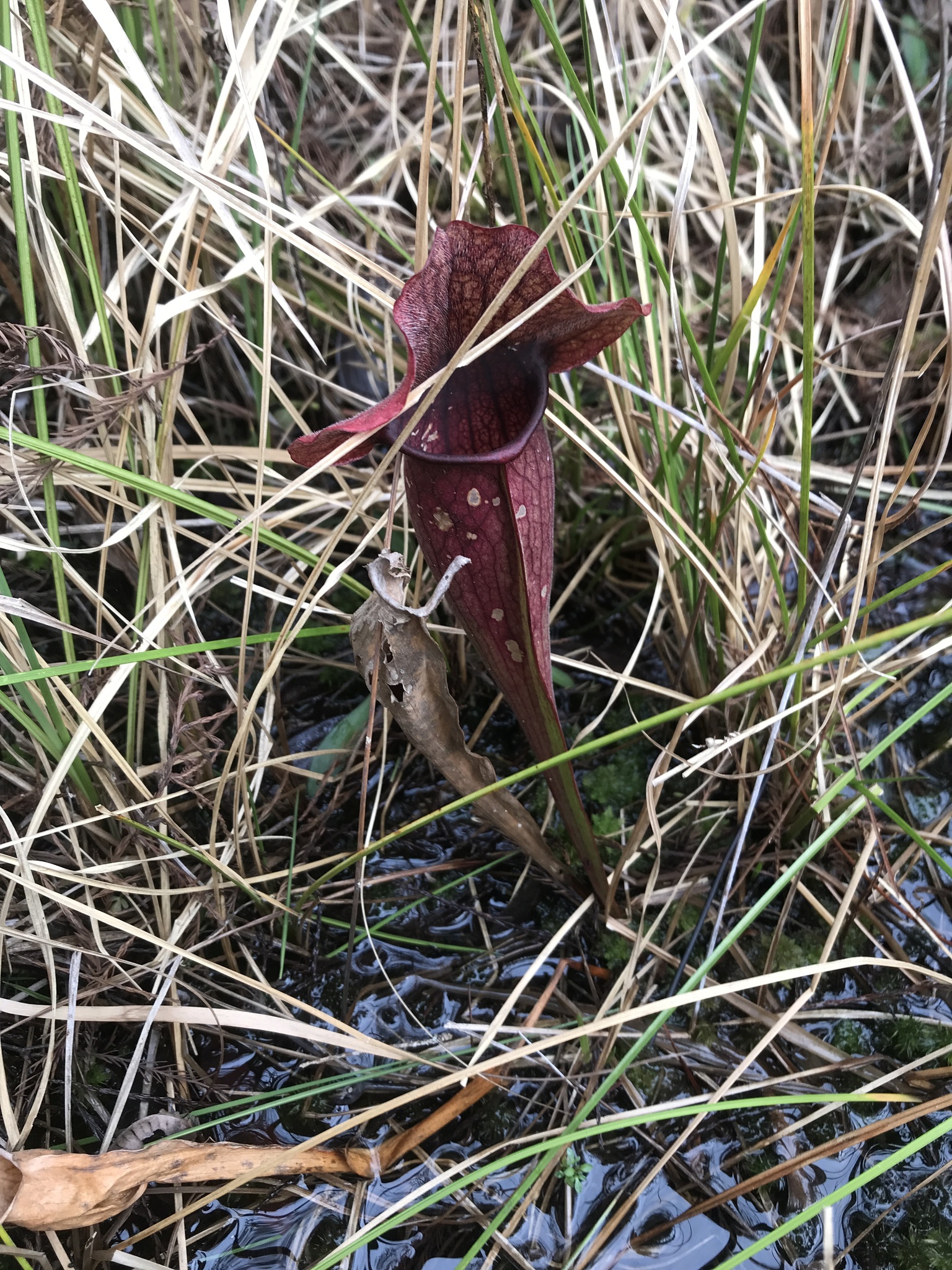 Sarracenia X exornata