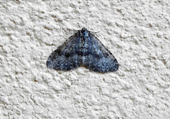 Colostygia multistrigaria