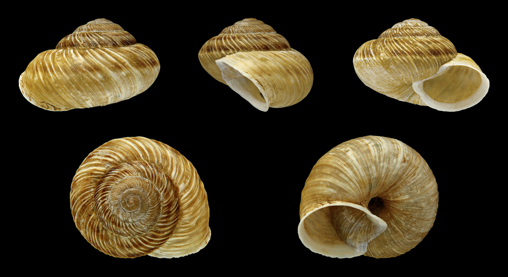 Canariella jandiaensis