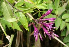 Cestrum elegans