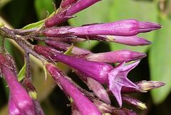 Cestrum elegans
