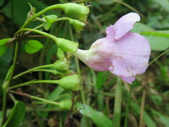 Thunbergianthus quintasii