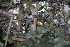 Microspingus cinereus
