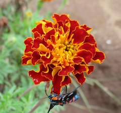 Tagetes patula
