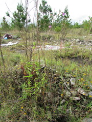 Mirabilis glabrifolia