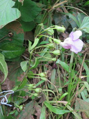 Thunbergianthus quintasii