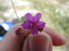 Mirabilis glabrifolia