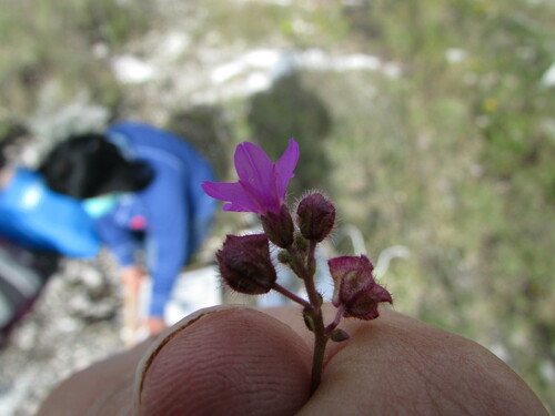 Image of Flat-Top Four O'clock (Mirabilis glabrifolia) by (c) Carlos Martorell, some rights reserved (CC BY)