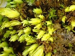 Tortella inclinata