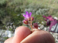 Mirabilis glabrifolia