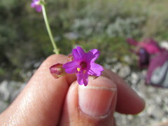 Mirabilis glabrifolia