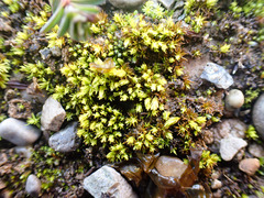 Tortella inclinata