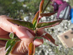 Mirabilis glabrifolia