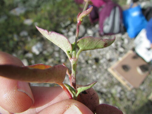 Image of Flat-Top Four O'clock (Mirabilis glabrifolia) by (c) Carlos Martorell, some rights reserved (CC BY)