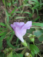 Thunbergianthus quintasii