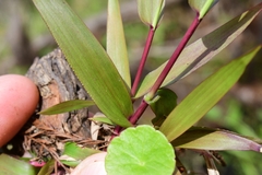 Dichanthelium commutatum