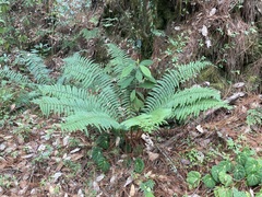 Dryopteris wallichiana