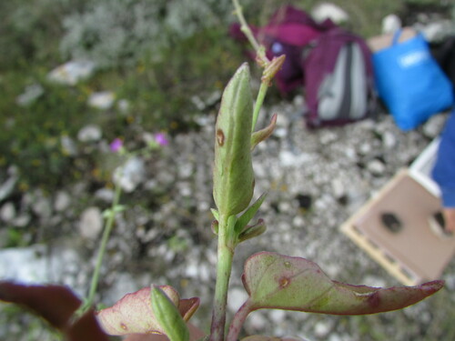 Image of Mirabilis glabrifolia by (c) Carlos Martorell, some rights reserved (CC BY)