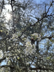 Prunus angustifolia