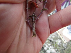 Mirabilis glabrifolia