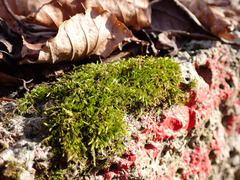 Sciuro-hypnum populeum