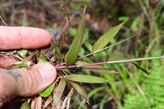 Dichanthelium commutatum