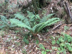 Dryopteris wallichiana