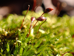 Sciuro-hypnum populeum