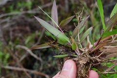 Dichanthelium commutatum