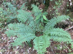 Dryopteris wallichiana