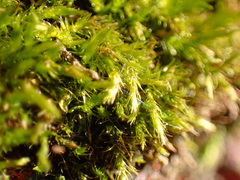 Sciuro-hypnum populeum