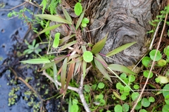 Dichanthelium commutatum