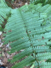 Dryopteris wallichiana