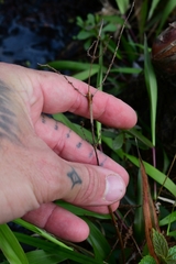 Dichanthelium commutatum