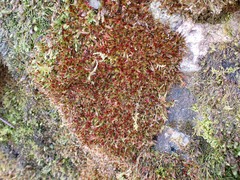 Orthothecium rufescens