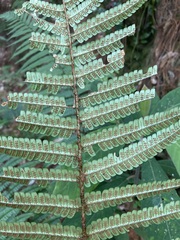 Dryopteris wallichiana