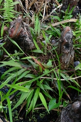 Dichanthelium commutatum