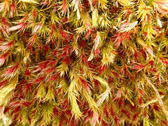 Orthothecium rufescens