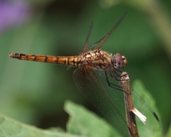 Trithemis