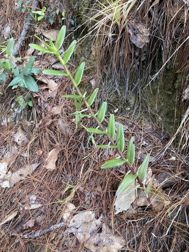 Fire-star orchid