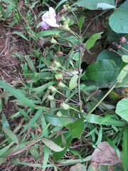 Thunbergianthus quintasii